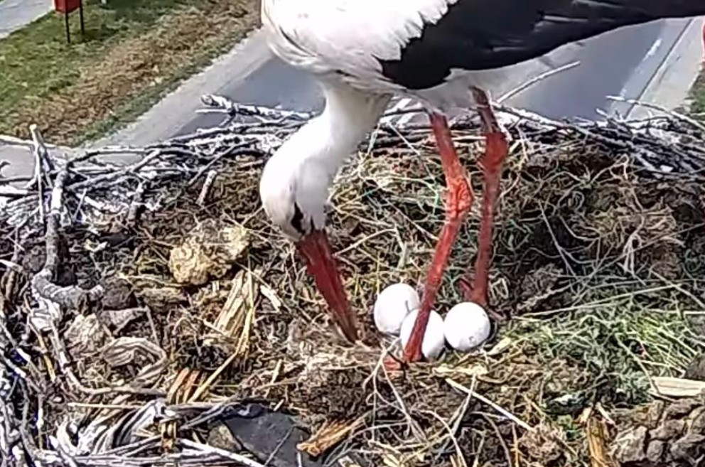 Primăvara renaște la Răcari: Familia de berze clocește trei ouă, cuibul este urmărit live de întreaga comunitate