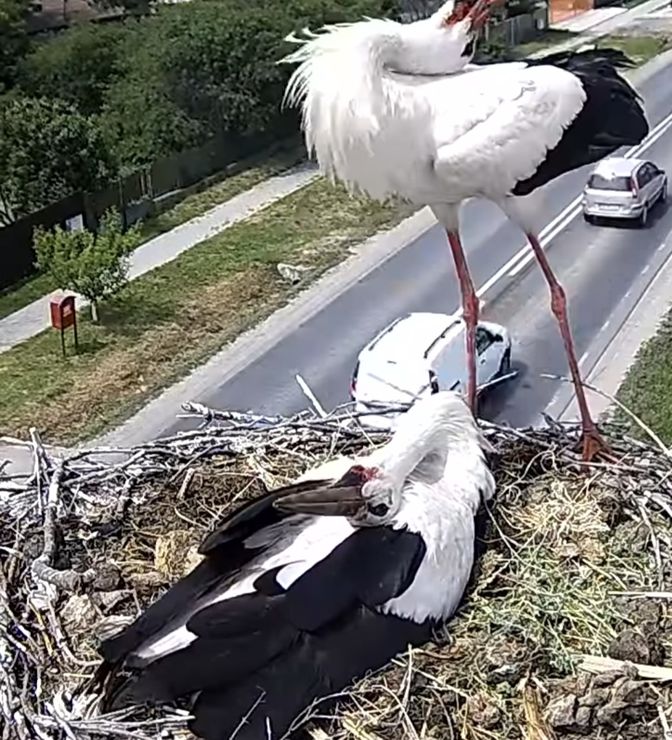 Primăvara renaște la Răcari: Familia de berze clocește trei ouă, cuibul este urmărit live de întreaga comunitate