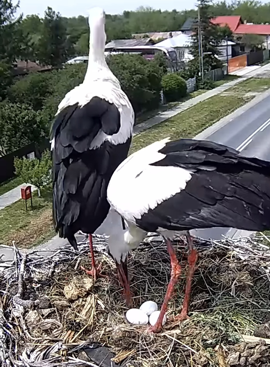 Primăvara renaște la Răcari: Familia de berze clocește trei ouă, cuibul este urmărit live de întreaga comunitate