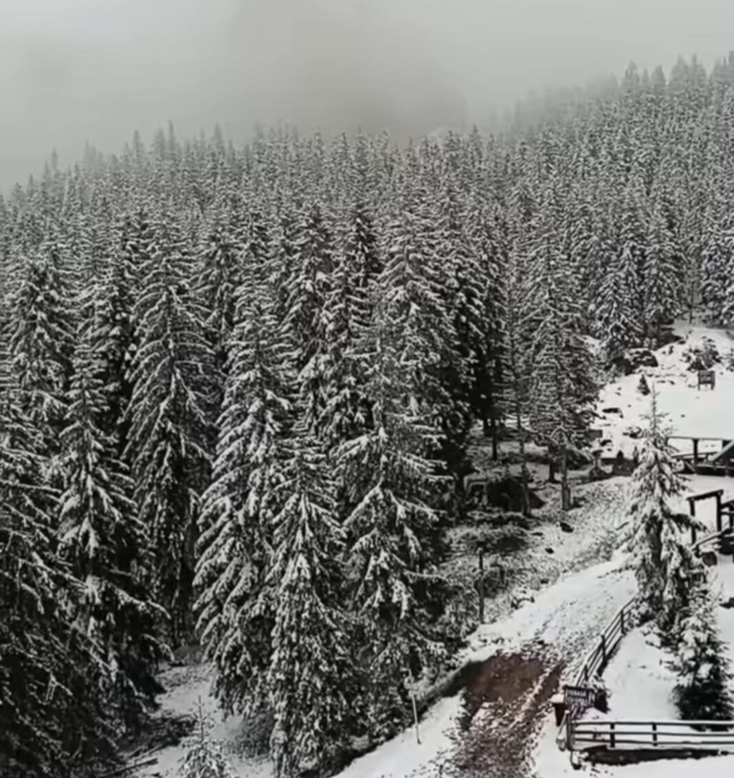 Primăvara surprinsă de iarnă, spectacol alb pe Masivul Rarău