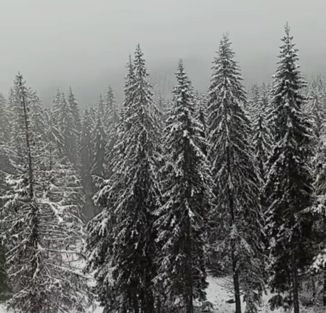 Primăvara surprinsă de iarnă, spectacol alb pe Masivul Rarău