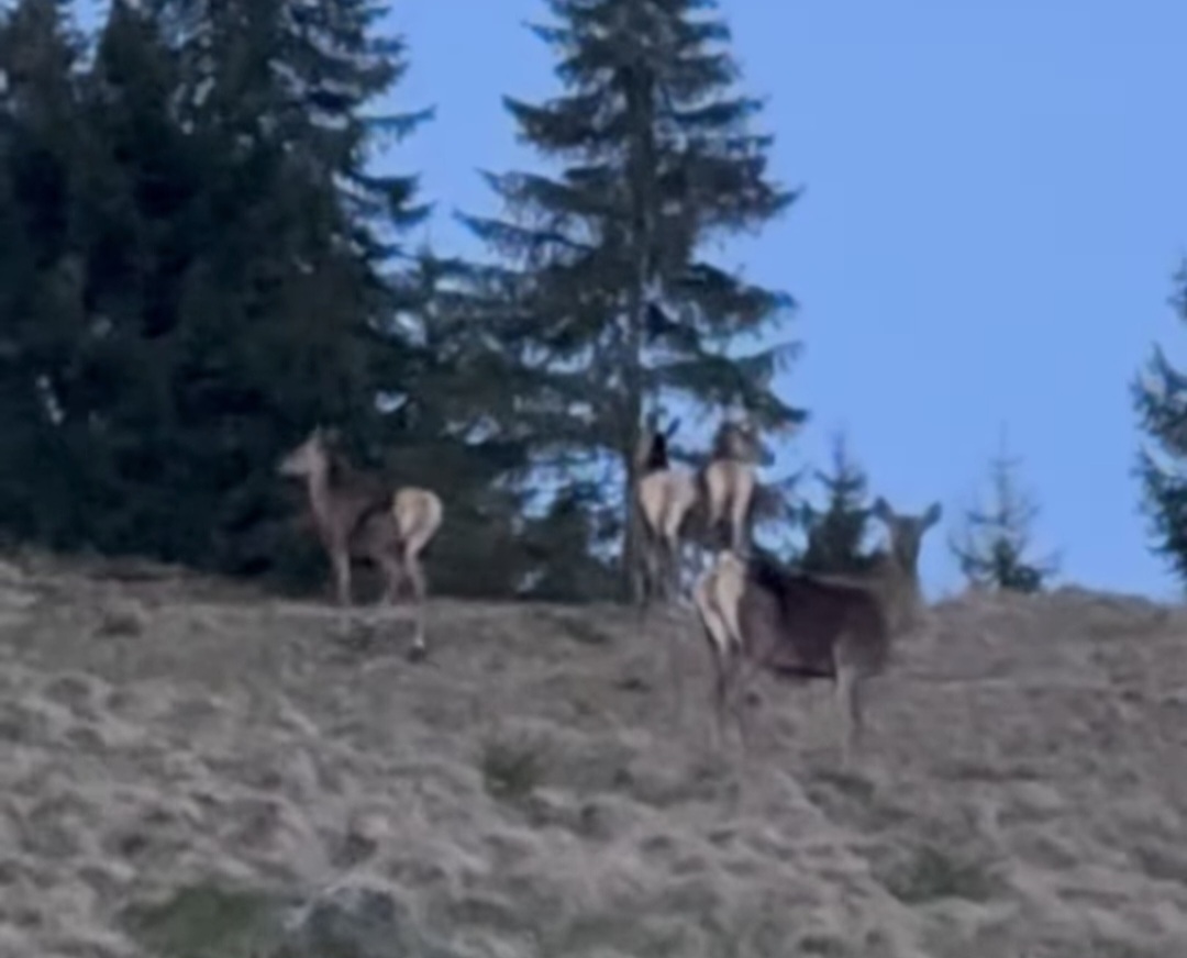 Rai de primăvară la Mănăstirea Piatra Tăieturii din Bucovina: Liniște, Lumină și căprioare gingașe