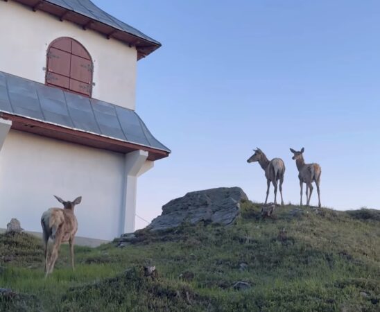 Rai de primăvară la Mănăstirea Piatra Tăieturii din Bucovina: Liniște, Lumină și căprioare gingașe Rai de primăvară la Mănăstirea Piatra Tăieturii din Bucovina: Liniște, Lumină și căprioare gingașe