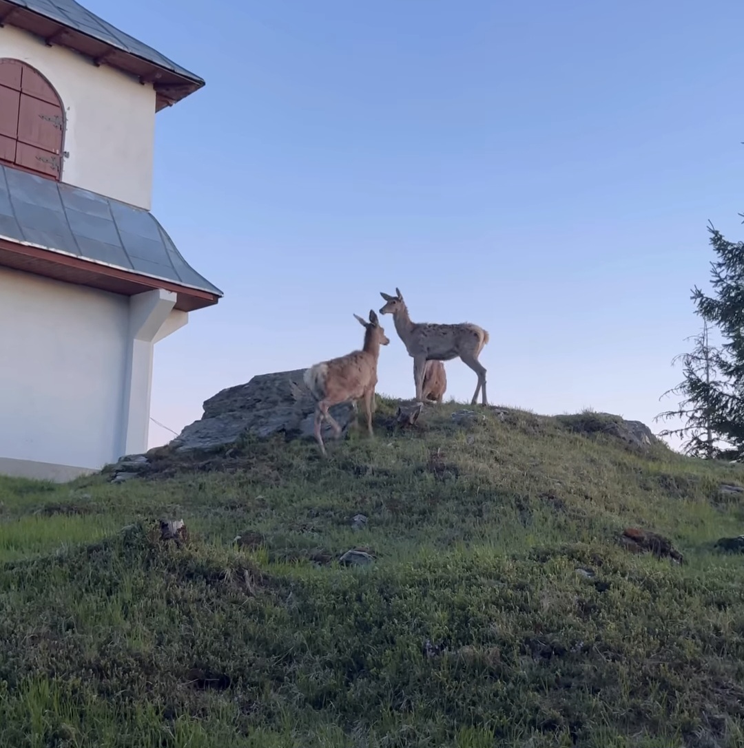 Rai de primăvară la Mănăstirea Piatra Tăieturii din Bucovina: Liniște, Lumină și căprioare gingașe