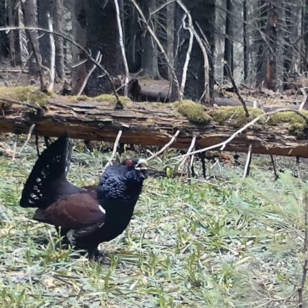 Spectacol rar, duelul cocoșilor de munte în Parcul Național Călimani