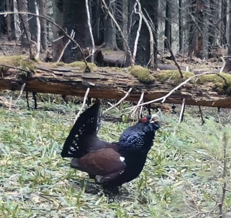 Spectacol rar, duelul cocoșilor de munte în Parcul Național Călimani
