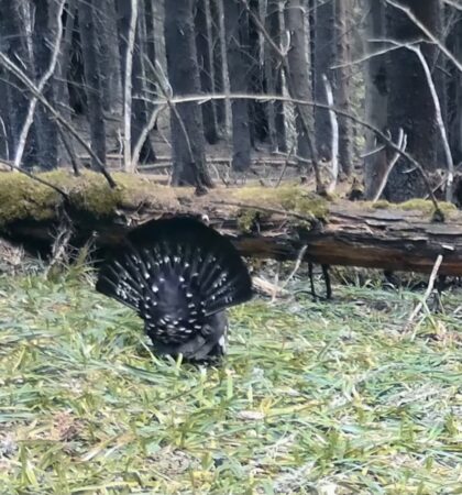 Spectacol rar, duelul cocoșilor de munte în Parcul Național Călimani