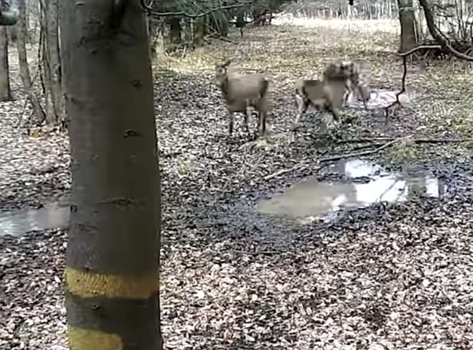 Spectacol tăcut al naturii la primele ore: Viața sălbatică filmată fără a fi deranjată