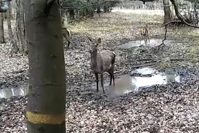 Spectacol tăcut al naturii la primele ore: Viața sălbatică filmată fără a fi deranjată Spectacol tăcut al naturii la primele ore: Viața sălbatică filmată fără a fi deranjată