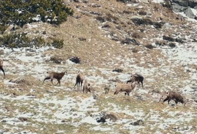 Trei generații de capre negre: Un spectacol al naturii în inima Retezatului