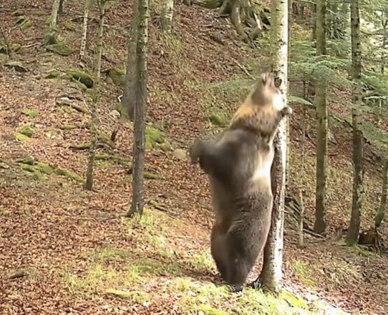Un urs oferă un adevărat spectacol în pădurile din România Un urs oferă un adevărat spectacol în pădurile din România