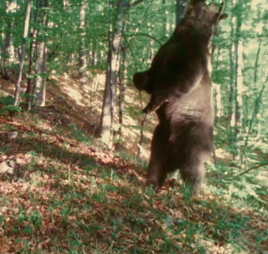 „Baloo” din România: Ursul care își face propriul show în pădurile Grădiștea Muncelului – Cioclovina! 