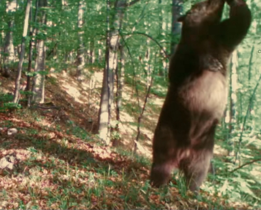 „Baloo” din România: Ursul care își face propriul show în pădurile Grădiștea Muncelului – Cioclovina! 
