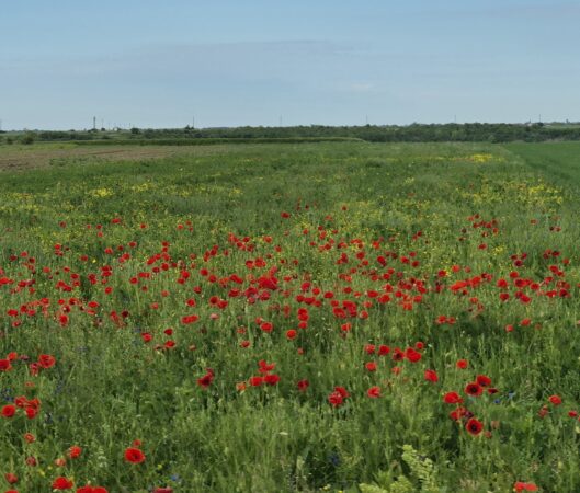 Vreme schimbătoare astăzi, 20 mai: Temperaturile cresc ușor dar aversele și vântul își vor face simțită prezența Vreme schimbătoare astăzi, 20 mai: Temperaturile cresc ușor dar aversele și vântul își vor face simțită prezența