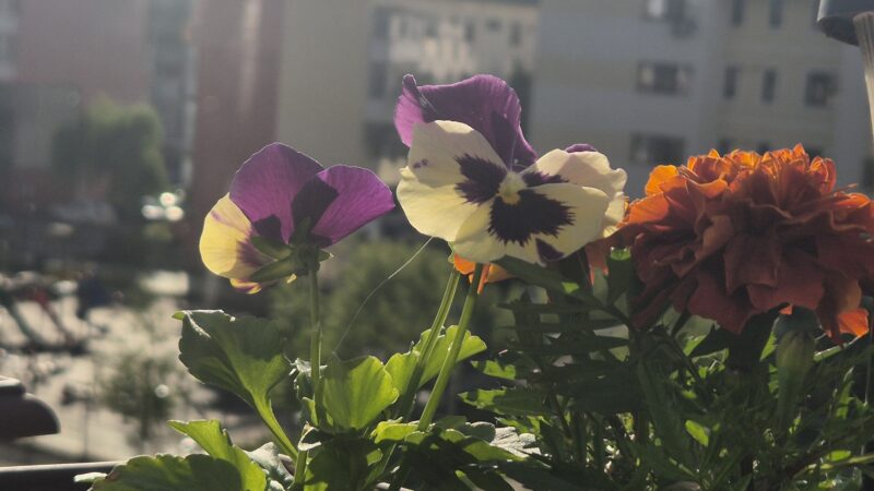 Vreme schimbătoare în România! După un weekend cald, mai ales astăzi, urmează ploi și furtuni în toată țara Vreme schimbătoare în România! După un weekend cald, mai ales astăzi, urmează ploi și furtuni în toată țara