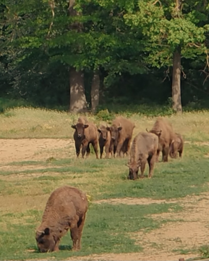 Zimbrii de la Bucșani, frumusețe autentică, în inima naturii