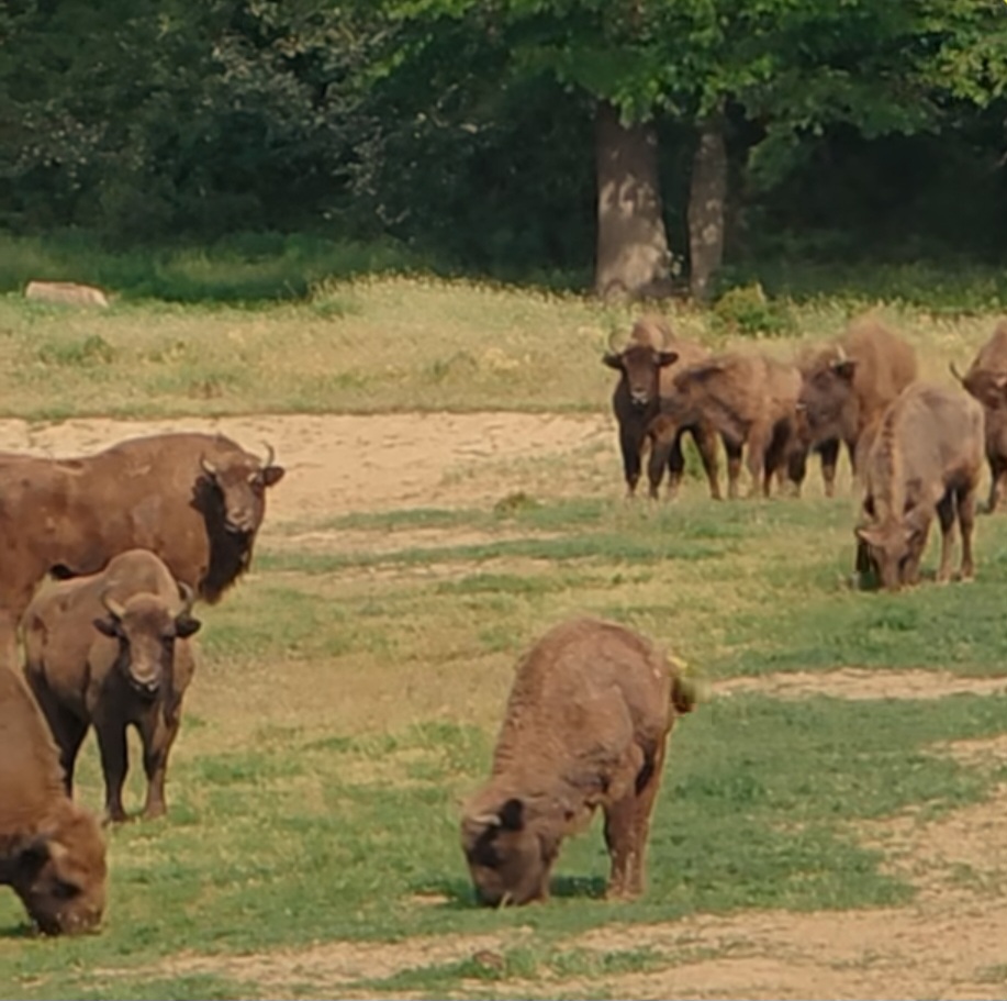 Zimbrii de la Bucșani, frumusețe autentică, în inima naturii