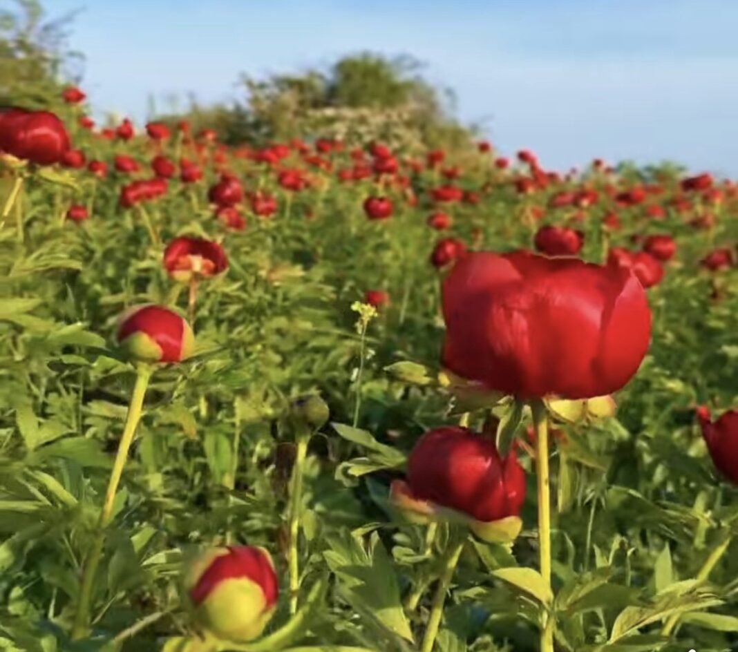  Ziua Bujorului, floarea națională a României