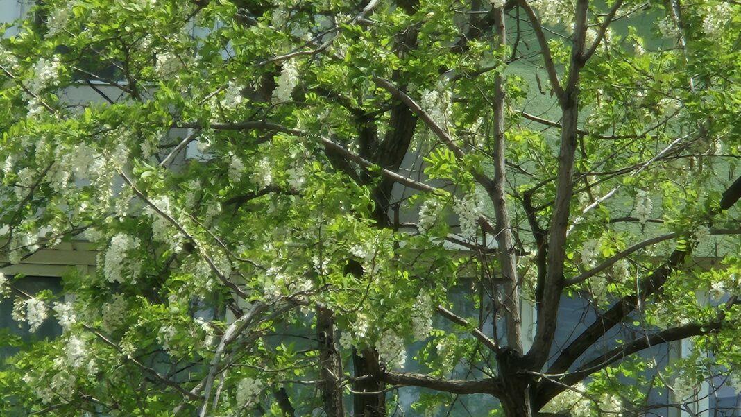 Meteo: Ziua de 5 mai aduce furtuni de vară și temperaturi de până la 31 de grade