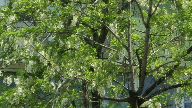 Meteo: Ziua de 5 mai aduce furtuni de vară și temperaturi de până la 31 de grade Meteo: Ziua de 5 mai aduce furtuni de vară și temperaturi de până la 31 de grade
