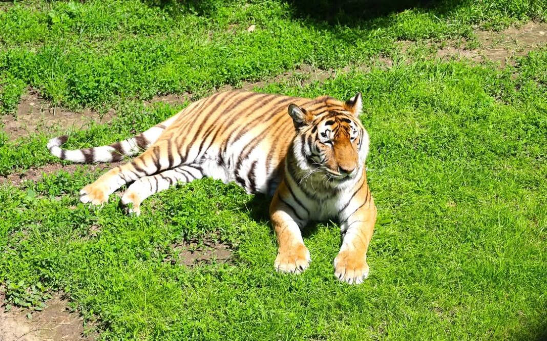  Grădina Zoologică Târgoviște, o oază de relaxare și descoperire, chiar în inima Cetății