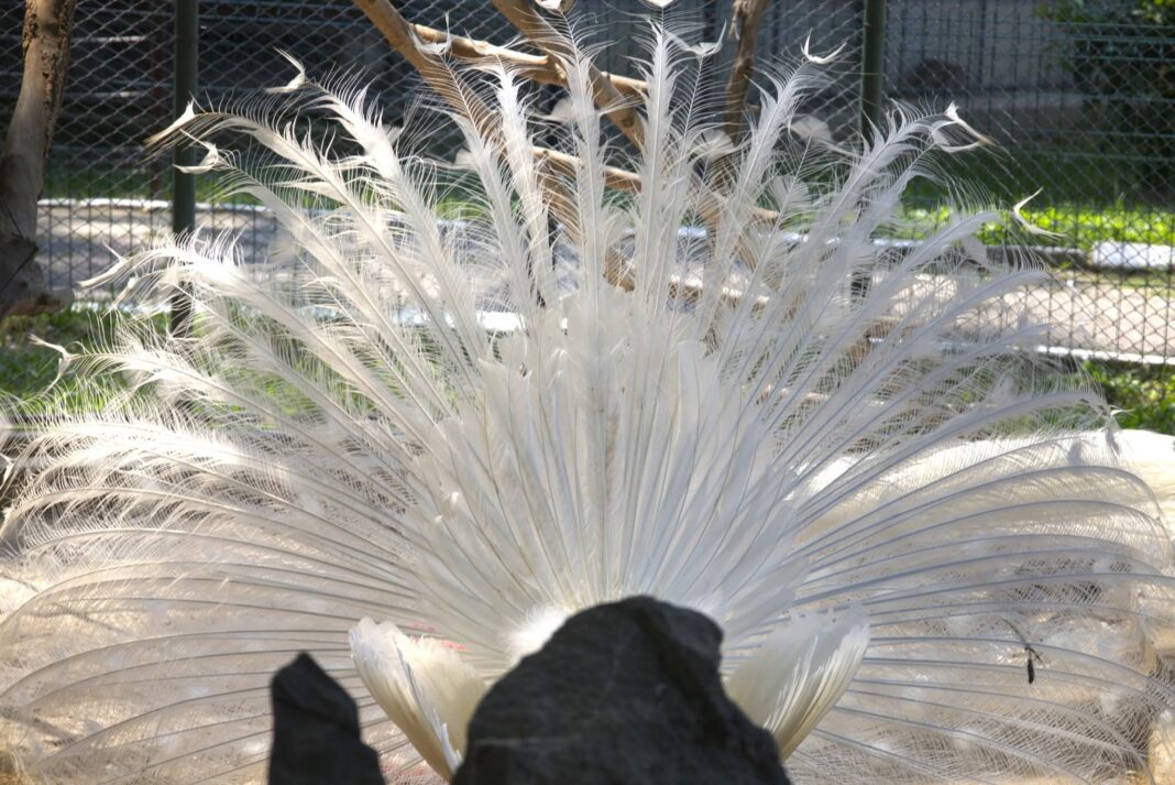 Destinație de weekend: Grădina Zoologică din Târgoviște!