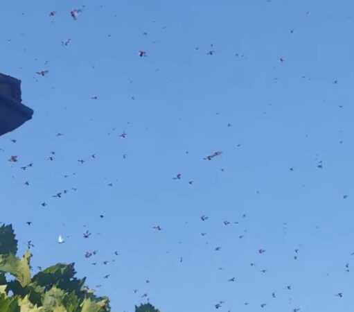 Invazie de gărgărițe „turbate”, specialiștii explică fenomenul neașteptat