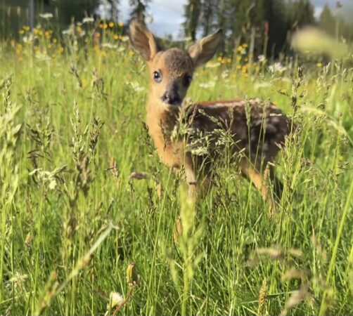 Minunile naturii: Pui de căprioară surprins în curtea conacului Casa Baciu Colacu, în inima Bucovinei Minunile naturii: Pui de căprioară surprins în curtea conacului Casa Baciu Colacu, în inima Bucovinei