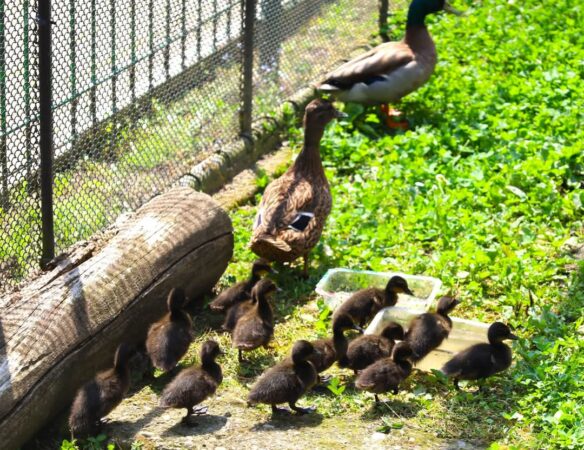 Puf și gingășie la Zoo Târgoviște: Bobocii de rață fac spectacol în miniatură!