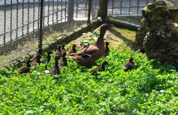 Puf și gingășie la Zoo Târgoviște: Bobocii de rață fac spectacol în miniatură!