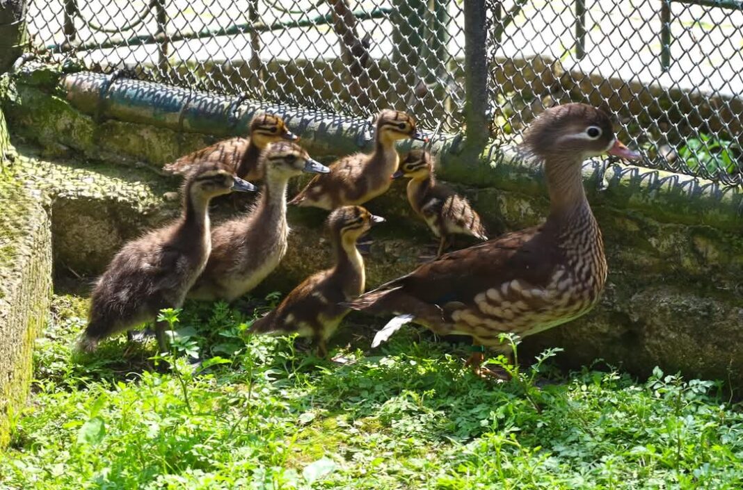 Puf și gingășie la Zoo Târgoviște:  Bobocii de rață fac spectacol în miniatură!
