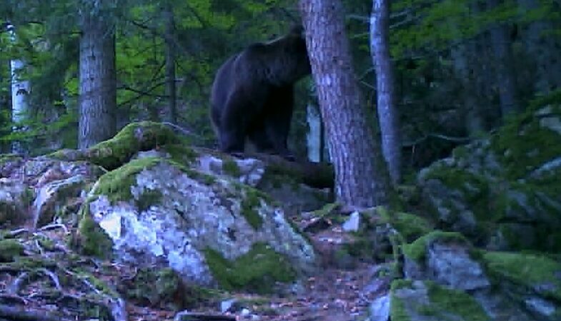 „Show cu Baloo în pădure!”
