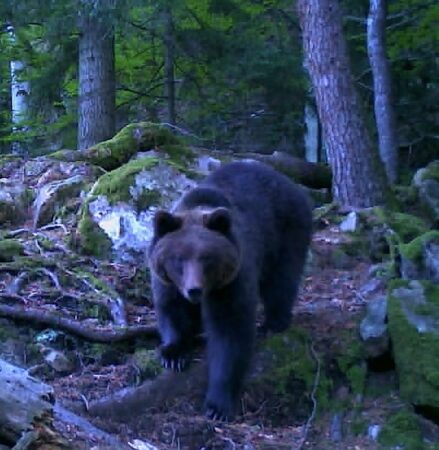„Show cu Baloo în pădure!”