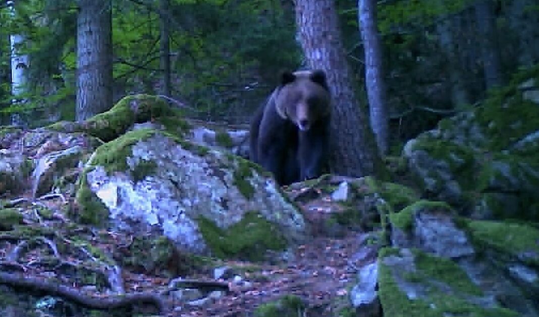 „Show cu Baloo în pădure!” 