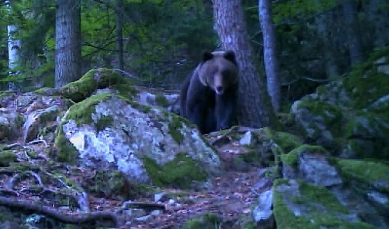 „Show cu Baloo în pădure!”