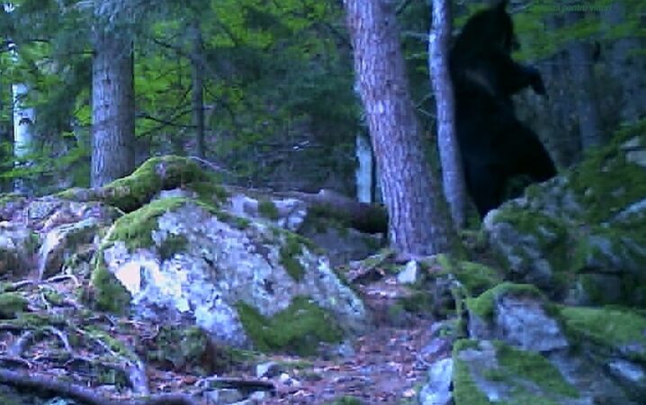 „Show cu Baloo în pădure!”