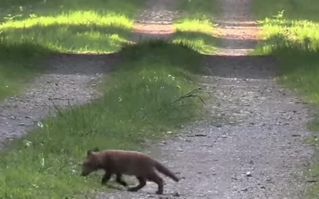Un pui de vulpe, surprins în pădure, un moment magic din inima naturii
