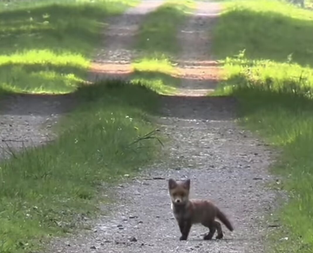  Un pui de vulpe, surprins în pădure, un moment magic din inima naturii