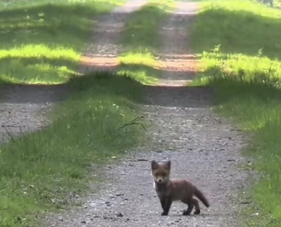  Un pui de vulpe, surprins în pădure, un moment magic din inima naturii