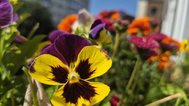 Val de caniculă în județul Dâmbovița în perioada 23–27 iunie Val de caniculă în județul Dâmbovița în perioada 23–27 iunie