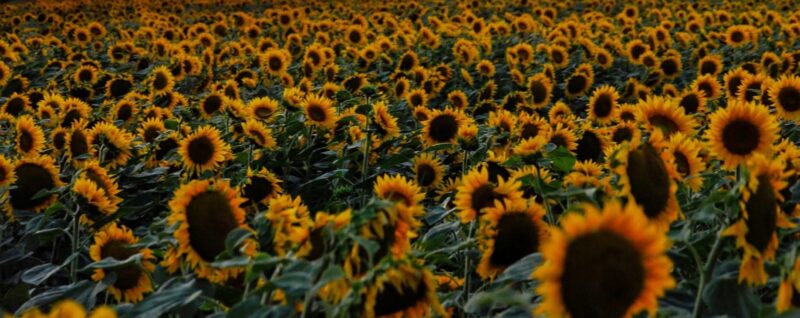 Vremea devine răcoroasă în următoarele trei zile, furtuni și ploi de vară  dar aerul tropical revine de luni