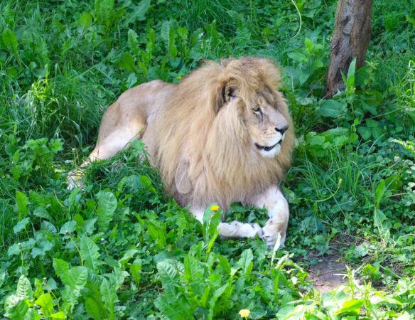 Zoo Târgoviște: Destinația ideală pentru o zi plină de bucurie și natură!