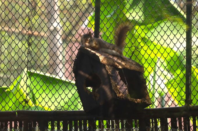 Zoo Târgoviște: Destinația ideală pentru o zi plină de bucurie și natură!