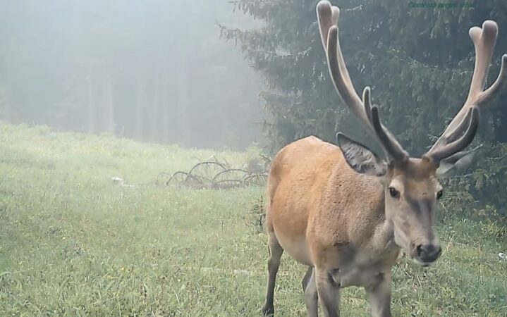 „Selfie de cerb” în inima Parcului Național Retezat: Natură pură, surprinsă spectaculos în imagini "Selfie de cerb" în inima Parcului Național Retezat: Natură pură, surprinsă spectaculos în imagini