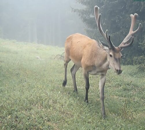 "Selfie de cerb" în inima Parcului Național Retezat: Natură pură, surprinsă spectaculos în imagini