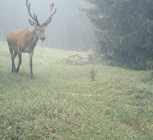 "Selfie de cerb" în inima Parcului Național Retezat: Natură pură, surprinsă spectaculos în imagini