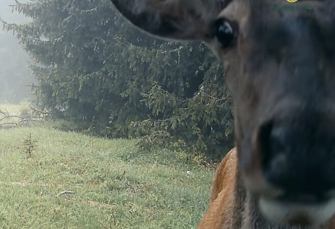 "Selfie de cerb" în inima Parcului Național Retezat: Natură pură, surprinsă spectaculos în imagini