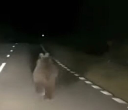 Alertă de urs în Râncăciov! Două mesaje RO-ALERT transmise noaptea trecută