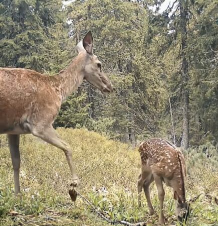 Imaginile zilei: Adevăratul Bambi, surprins alături de mama sa grijulie într-o pădure din România