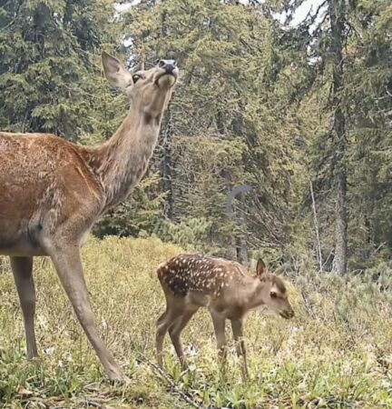 Imaginile zilei: Adevăratul Bambi, surprins alături de mama sa grijulie într-o pădure din România